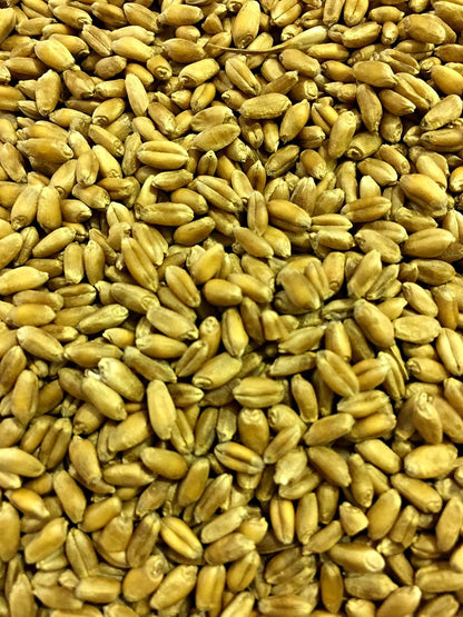 Non-GMO, Thunder Acres Premium Wheat Seed, Cat Grass Seed, Wheatgrass, Hard Red Winter Wheat (5