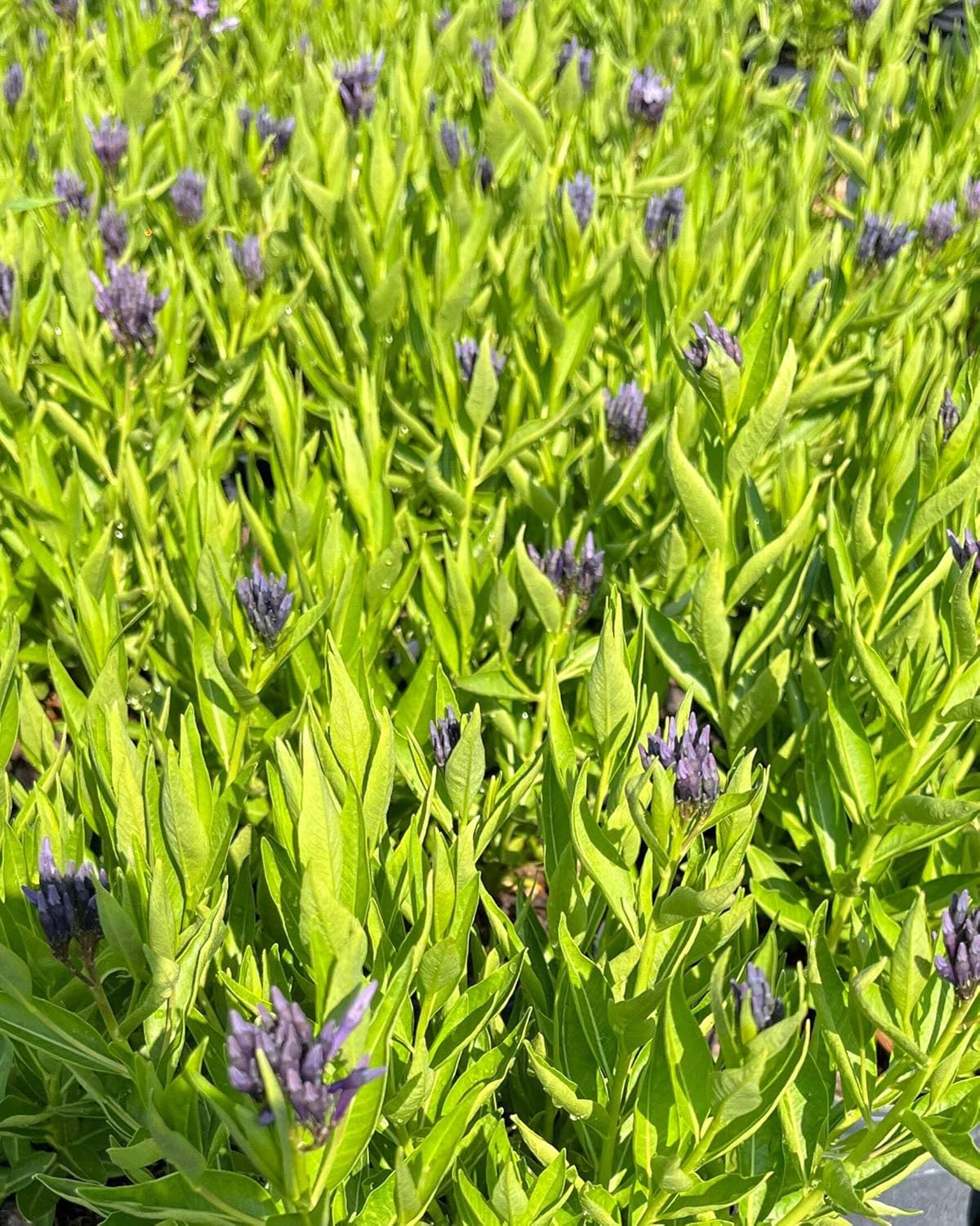 Perennial Farm Amsonia X 'Blue Ice' – Live Perennial in #1 Container, Clusters of Deep Blue