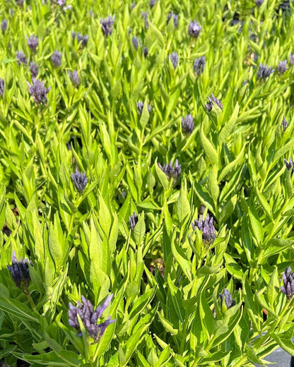 Perennial Farm Amsonia X 'Blue Ice' – Live Perennial in #1 Container, Clusters of Deep Blue