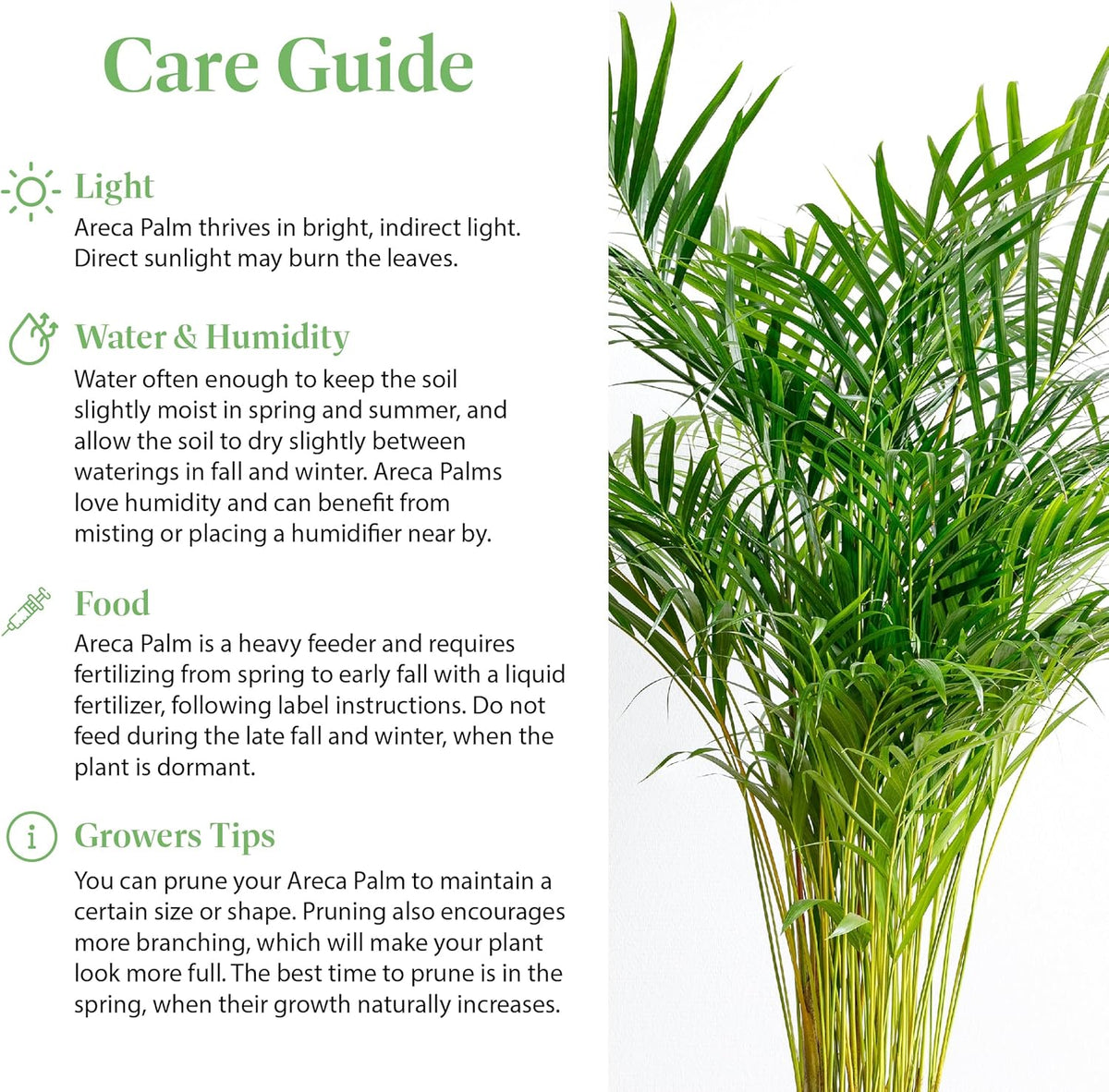 American Plant Exchange Live Areca Palm – 6-Inch Pot – Tropical Houseplant with Feathery Green