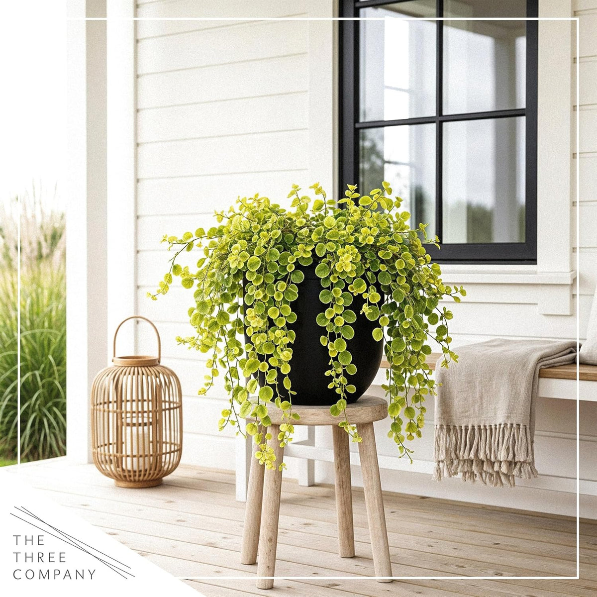 Creeping Jenny Live Plant (Lysimachia nummularia) - 2 Plants Per Pack - Healthy Trailing Perennial