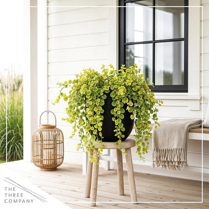 Creeping Jenny Live Plant (Lysimachia nummularia) - 2 Plants Per Pack - Healthy Trailing Perennial