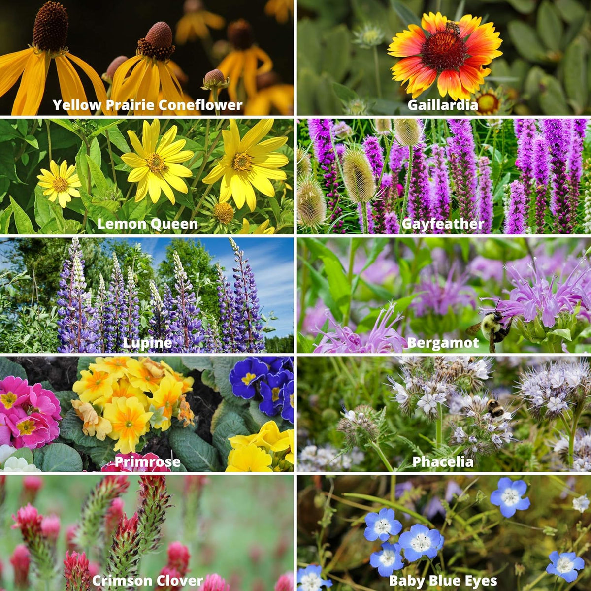 Wildflower Seeds Bulk, 2 Oz. 80,000+ Seeds – Save The Bees Mix with 19 Non-GMO Varieties – Bee