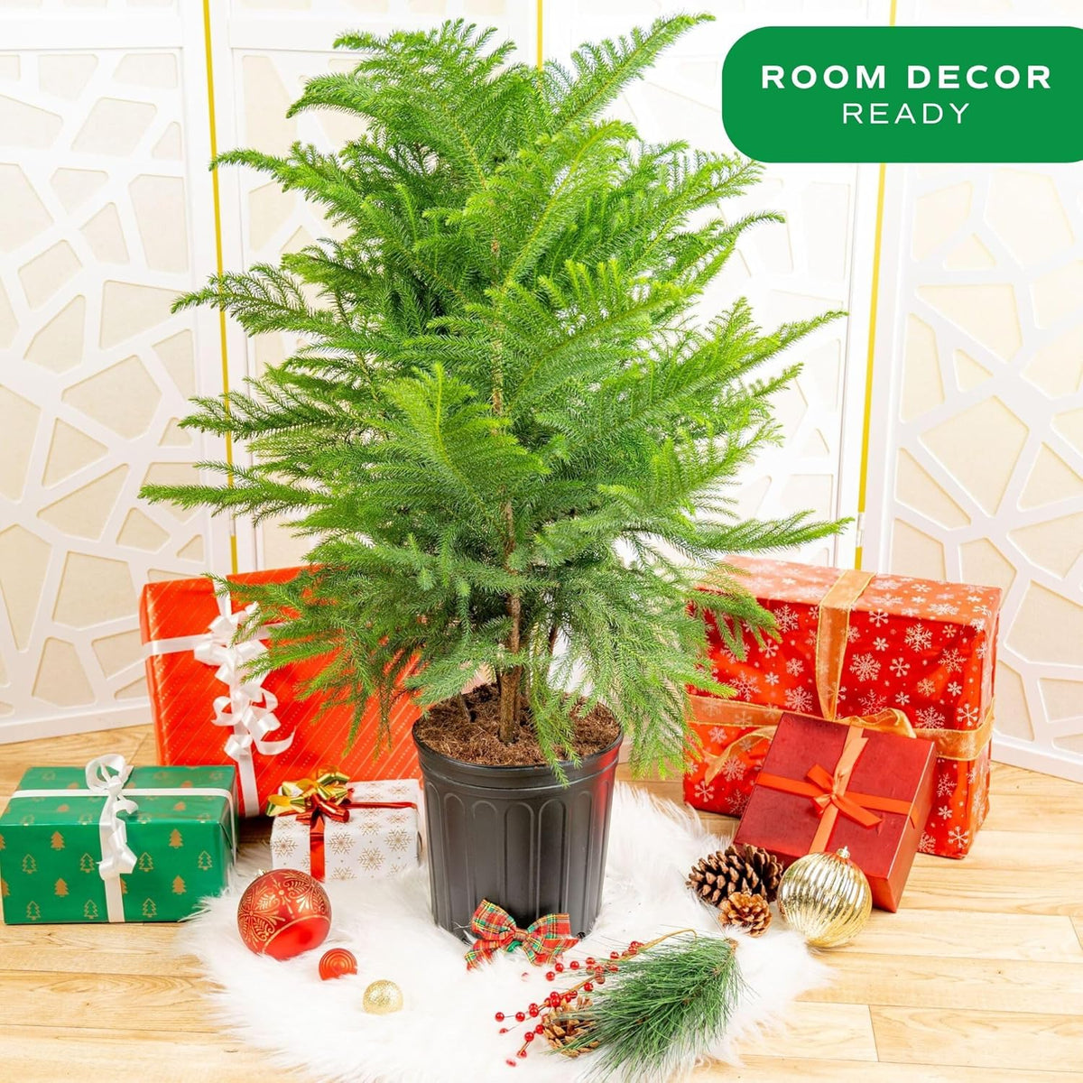 Costa Farms Live Christmas Tree, Large Norfolk Island Pine Live Plant in Plastic Pot, Indoor