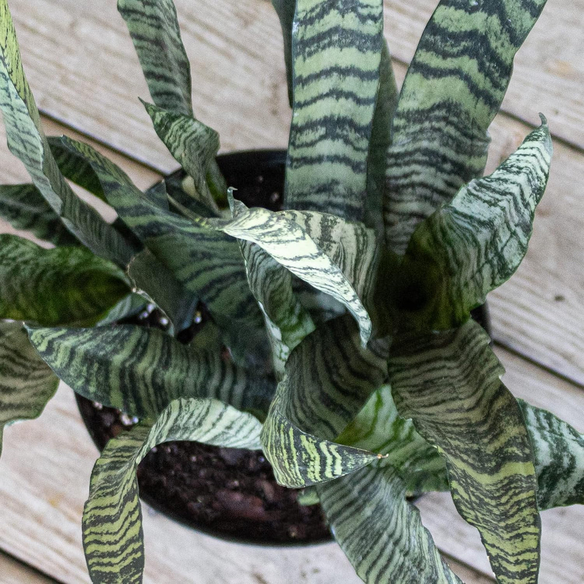 United Nursery Sansevieria Zeylanica Live Indoor Snake Plant 26-32 Shipping Size Shipped Fresh in