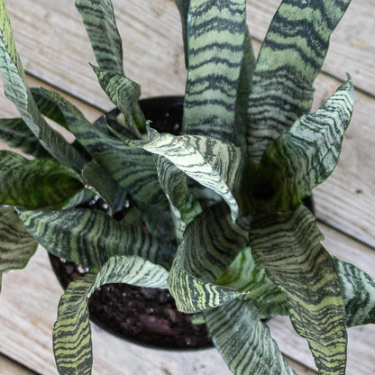 United Nursery Sansevieria Zeylanica Live Indoor Snake Plant 26-32 Shipping Size Shipped Fresh in