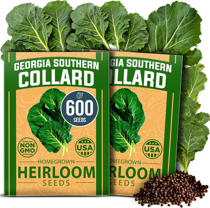 HOME GROWN Georgia Southern Collard Green Seeds – Bulk 2 Pack (600 High-Germination Non-GMO