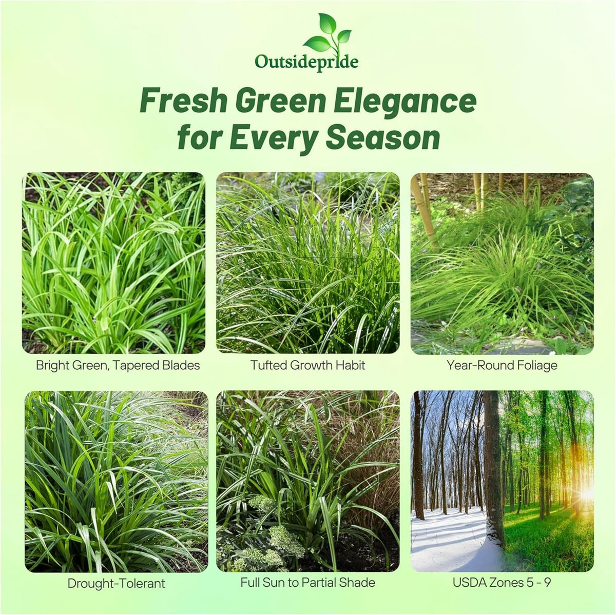 Outsidepride Carex Fresh Look Ornamental Grass Seed – 100 Pcs. Perennial, Low-Maintenance