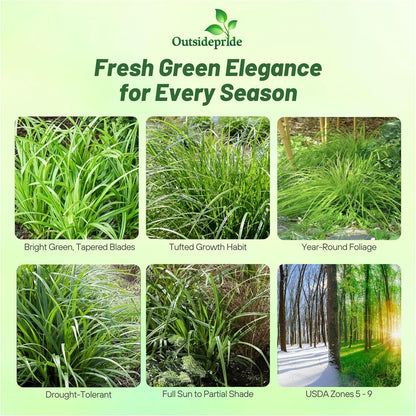 Outsidepride Carex Fresh Look Ornamental Grass Seed – 100 Pcs. Perennial, Low-Maintenance