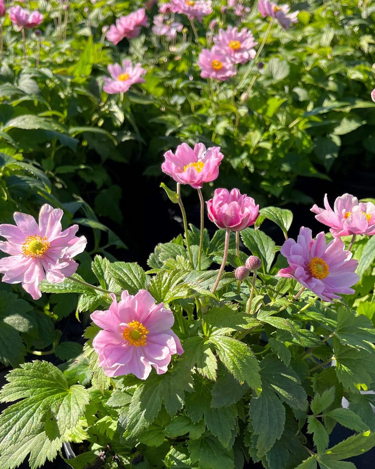 Perennial Farm Anemone x Hybrida Fantasy™ 'Pocahontas' – Live Windflower in #1 Container