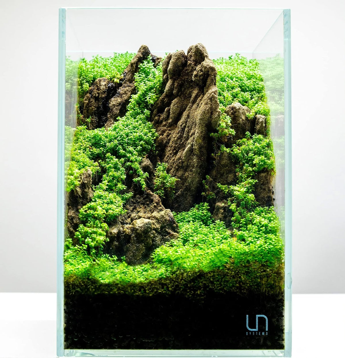 Ultum Nature Systems Dwarf Baby Tears Hemianthus Callitrichoides Cuba Tissue Culture Live Plant for