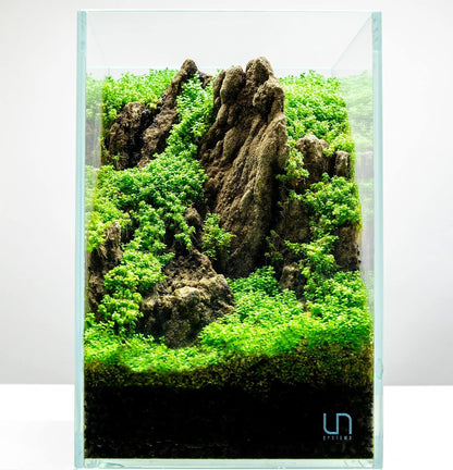 Ultum Nature Systems Dwarf Baby Tears Hemianthus Callitrichoides Cuba Tissue Culture Live Plant for
