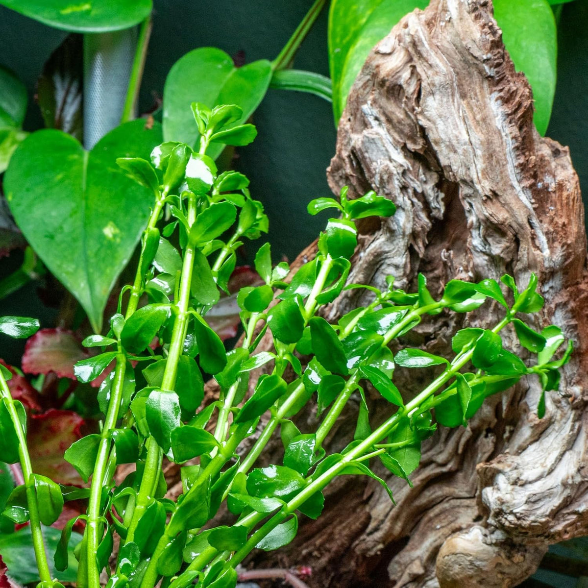 Ultum Nature Systems Live Tissue Culture - Purple Bacopa (Bacopa salzmannii) - Moderate - Moderate