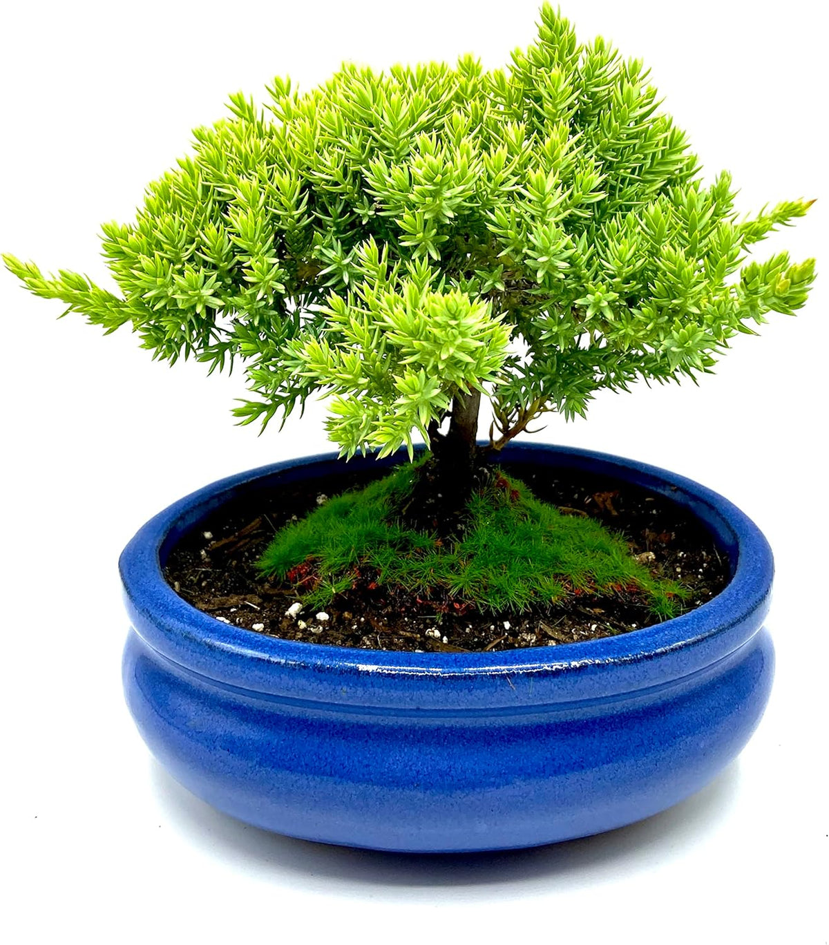 Live Dwarf Juniper Bonsai Tree Small | Indoor/Outdoor | 100% Handcrafted| Home and Office Décor |
