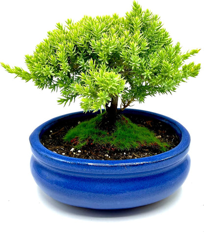 Live Dwarf Juniper Bonsai Tree Small | Indoor/Outdoor | 100% Handcrafted| Home and Office Décor |