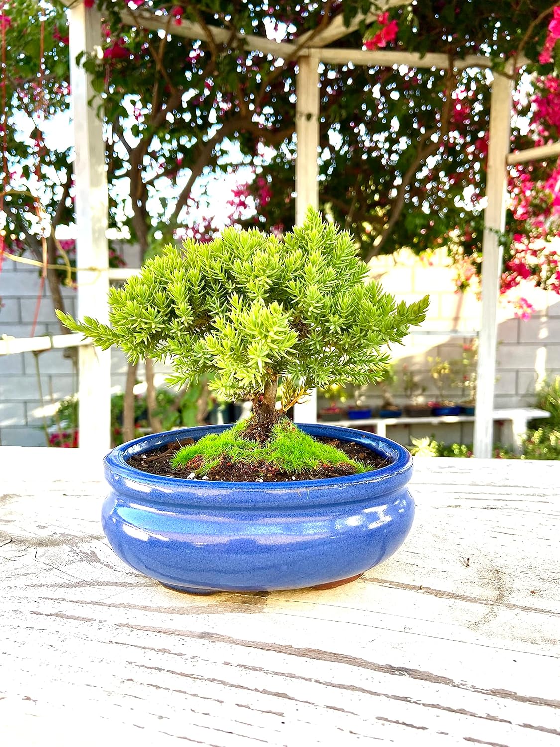 Live Dwarf Juniper Bonsai Tree Small | Indoor/Outdoor | 100% Handcrafted| Home and Office Décor |