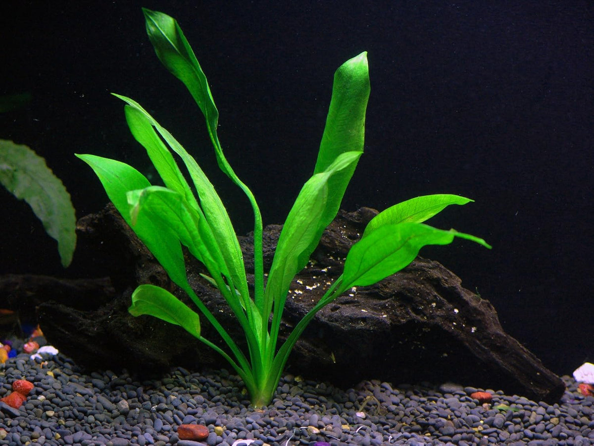 4 Species Aquarium Plants Package - Java Fern (Microsorum), Hornwort (Ceratophyllum demersum)