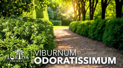 Viburnum Odoratissimum | 30 Live Plants | Viburnum odoratissimum | Fast Growing Privacy Hedge |