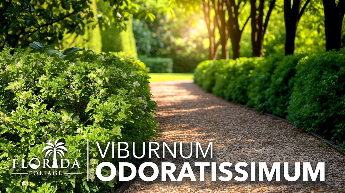 Viburnum Odoratissimum | 10 Live Plants | Viburnum odoratissimum | Fast Growing Privacy Hedge |