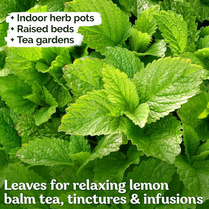 KVITER 700 Lemon Balm Seeds for Planting (Melissa Officinalis) – Heirloom & Organic Medicinal Herb