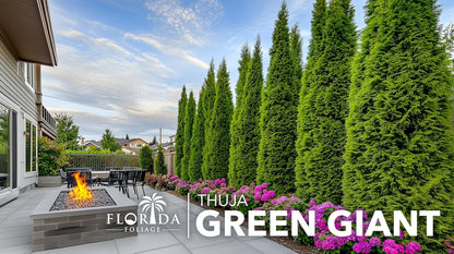 Thuja Green Giant | 50 Live Trees | Thuja standishii x plicata | Fast Growing Privacy Screen |