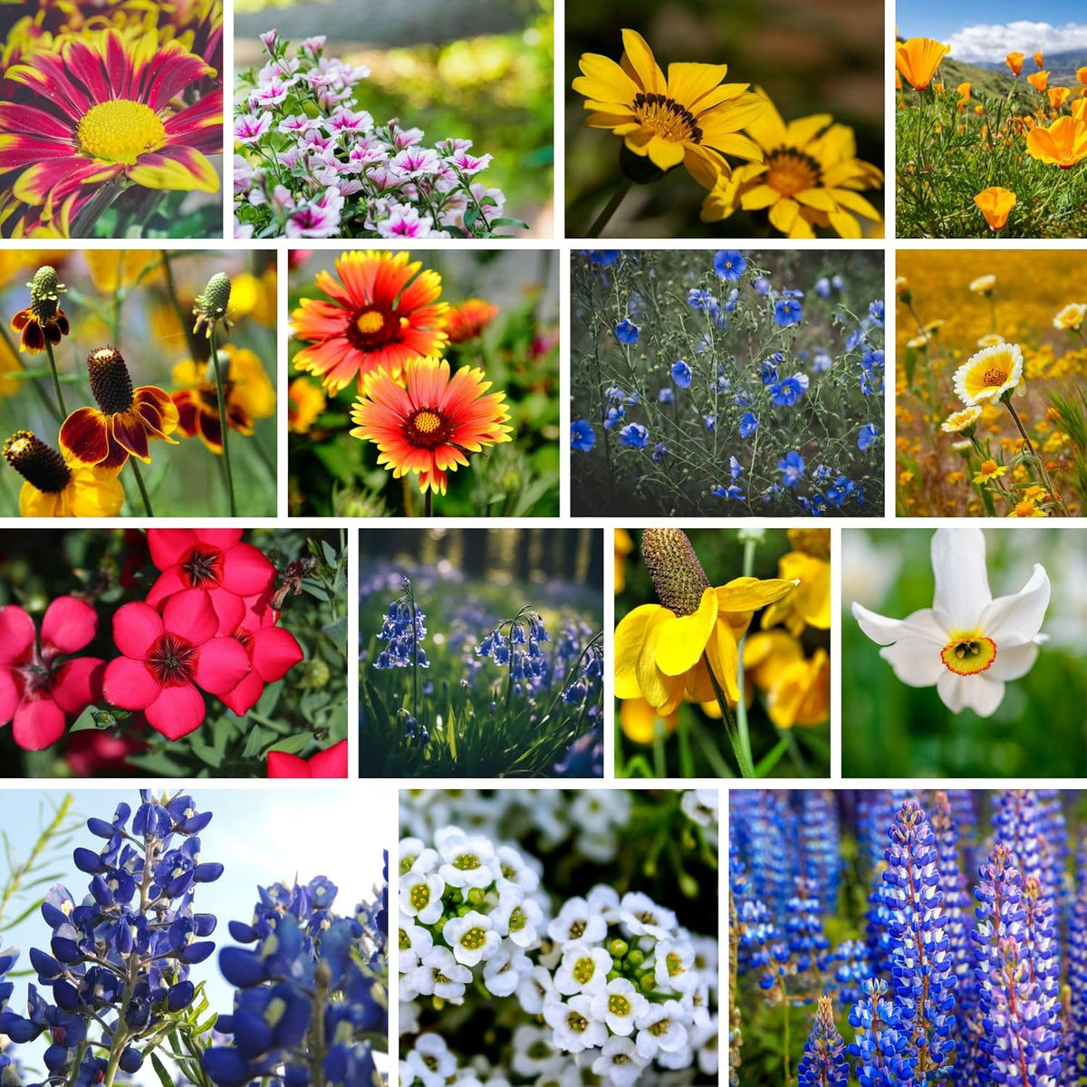 Southwestern Wildflower Seeds Bulk – 1/4 lb, 160,000+ Seeds – Native Desert Flower Mix – Annual &