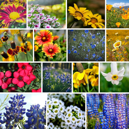 Wildflower Seeds Bulk, Southwestern Wildflower Seed Mix, 1 Lb 640,000+ Seeds, Annual & Perennial