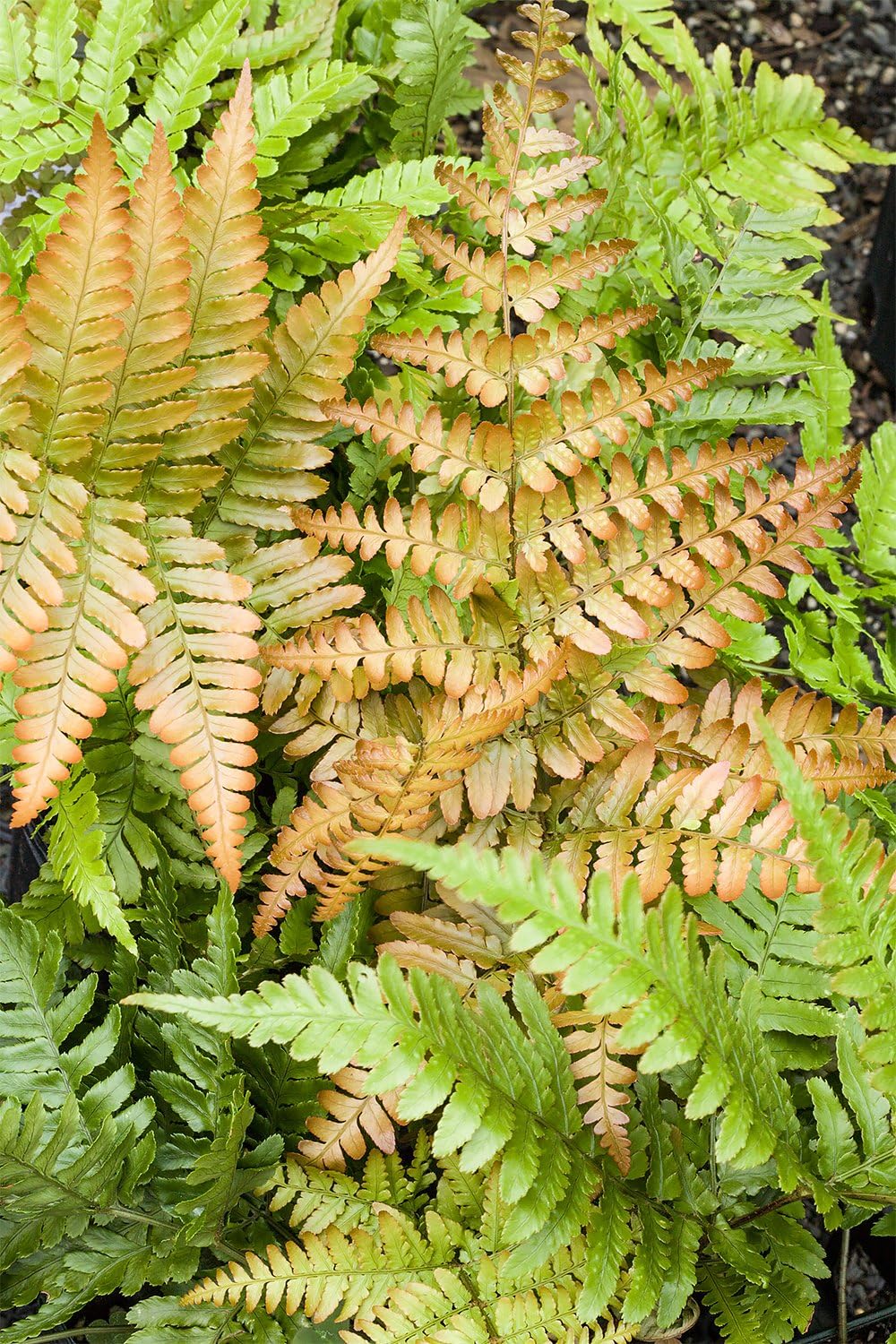 American Plant Exchange Live Autumn Fern – 6-Inch Pot – Hardy Shade-Loving Fern with Copper-Toned
