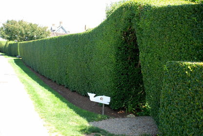 Ligustrum Curled Leaf Privet | 10 Live Plants | Ligustrum Japonicum 'Recurvifolium' | Ornamental