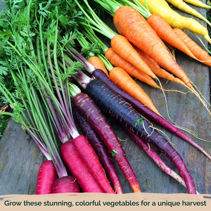 KVITER 1,000 Rainbow Carrot Seeds (Daucus Carota) - Baby Carrots Mix, Sweet & Tender Taste