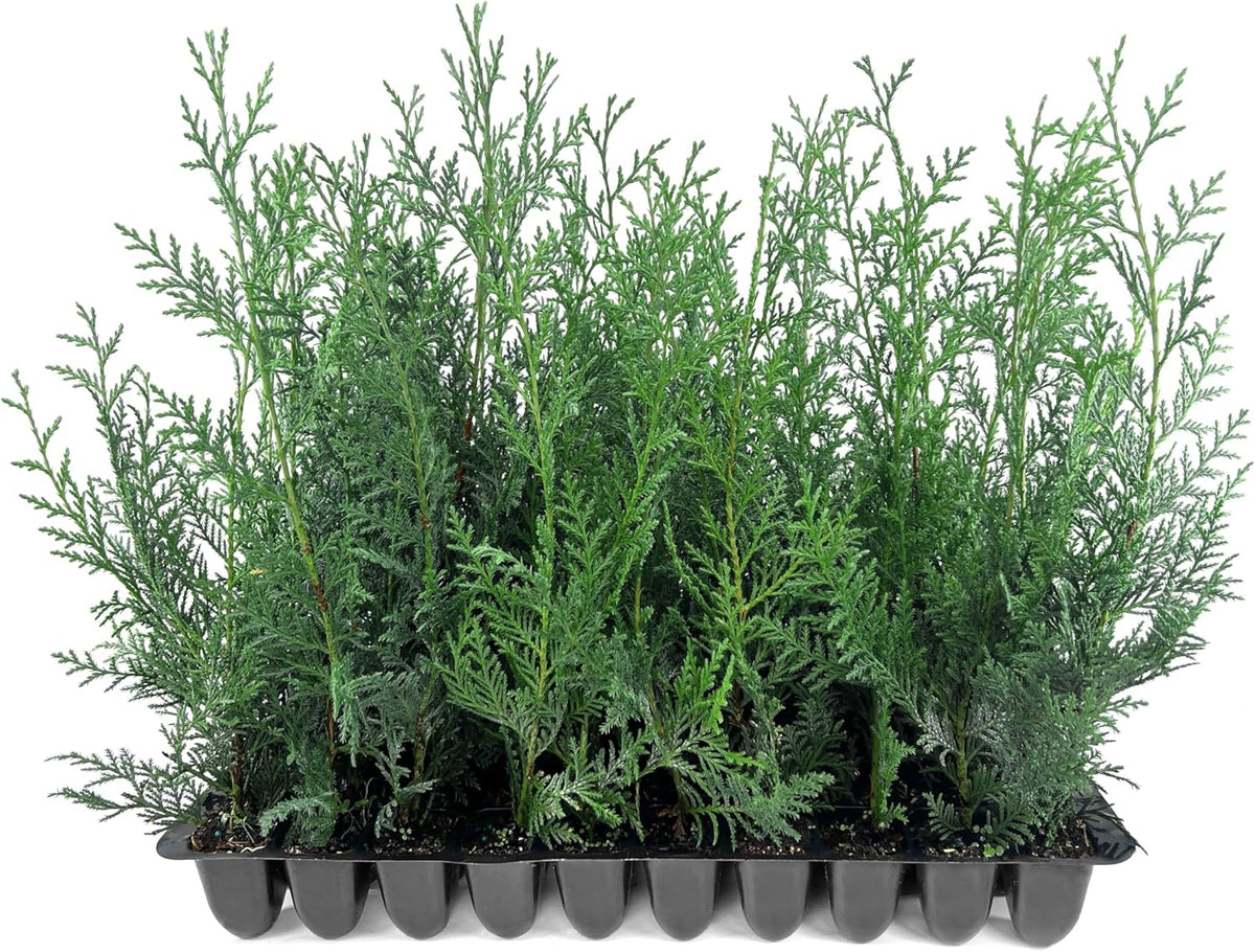 Leyland Cypress | 20 Live Plants | Cupressus × leylandii | Fast Growing Evergreen Trees | Privacy