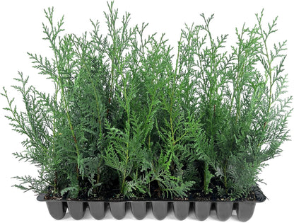 Leyland Cypress | 20 Live Plants | Cupressus × leylandii | Fast Growing Evergreen Trees | Privacy