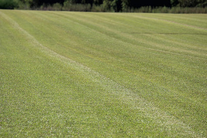 Centipede Grass Seed for a Dense Green Lawn, NO Mulch, 1 lb Coated Seeds, Sun and Moderate Shade