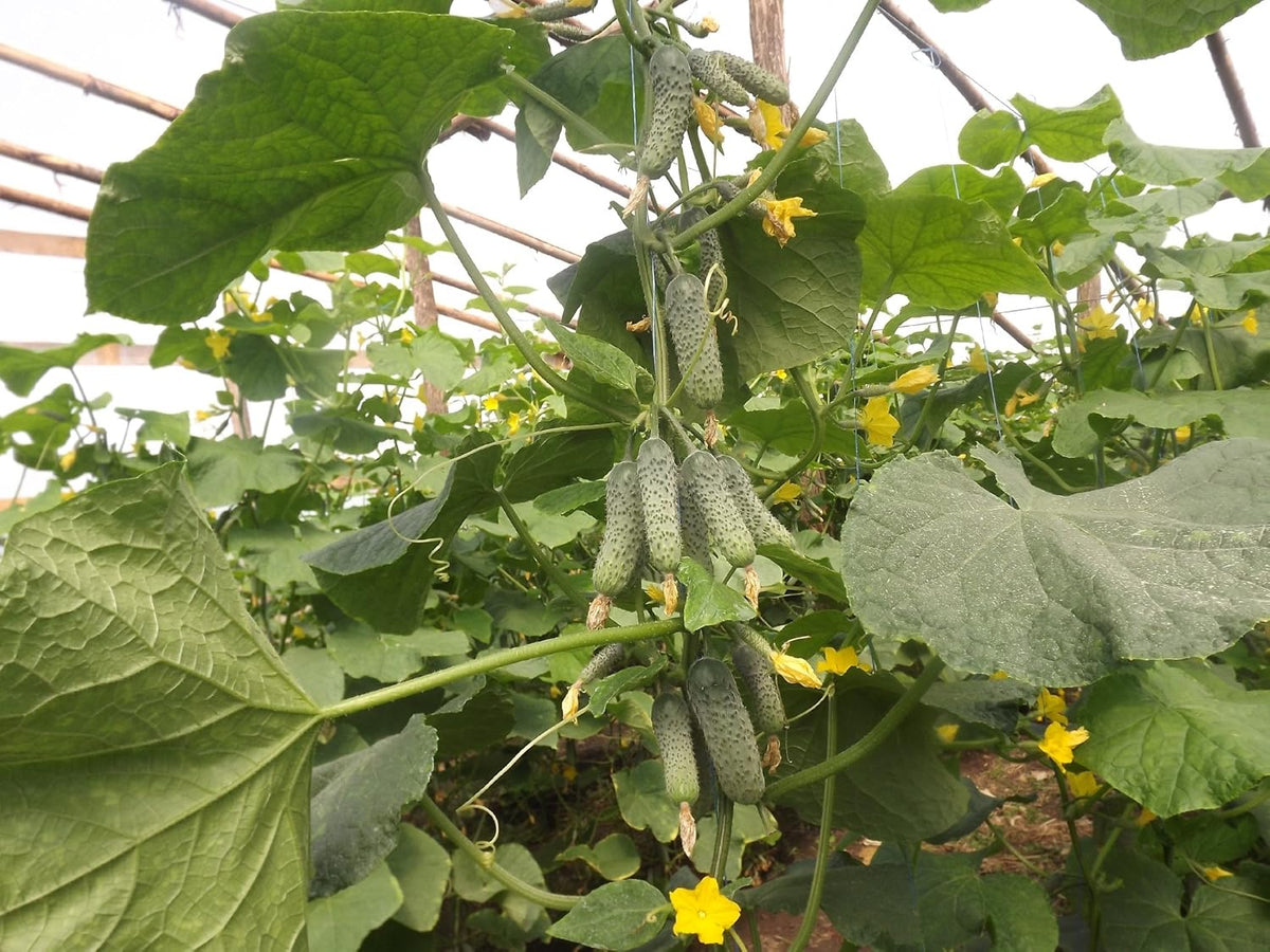 Seeds Rare Cucumber Titus F1 45 Days Early Pickling Vegetable for Planting Non GMO