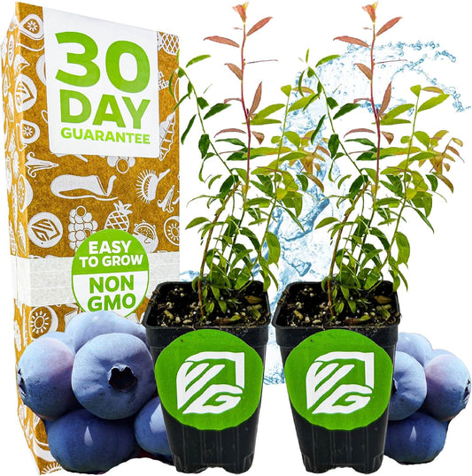 Wellspring Gardens Blueberries Live Plants - Blueberries Starter Plants - Garden Starter (Darrow