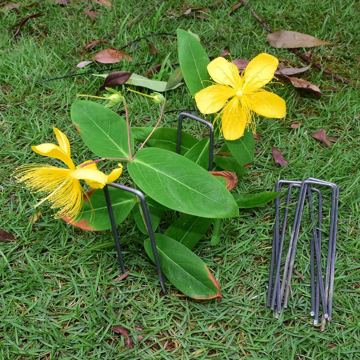 MySit 6" Garden Staples Landscape Stakes Ground Pins 200 Pack, Lawn Staples Weed Fabric Staple