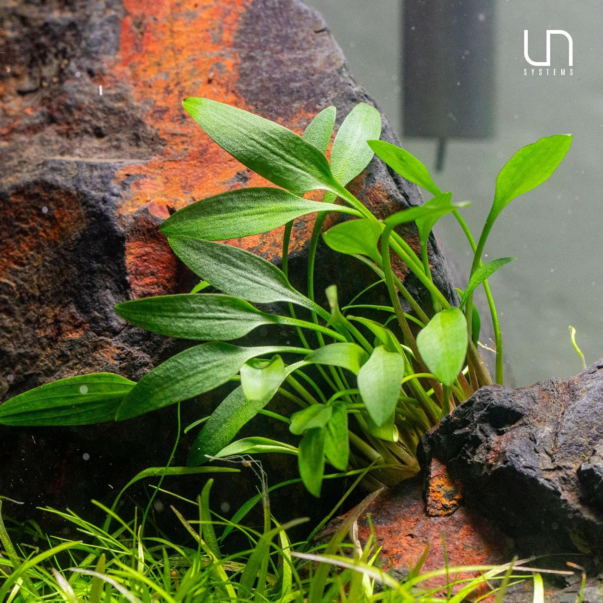 Ultum Nature Systems Cryptocoryne Wendtii Tropica Tissue Culture Live Plant for Aquarium