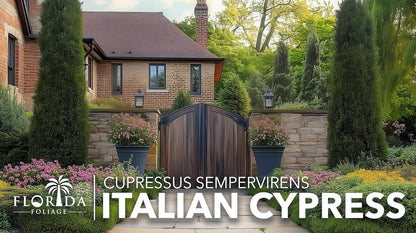 Italian Cypress | 1 Large Gallon Size Tree | Cupressus sempervirens | Narrow Evergreen Plants |