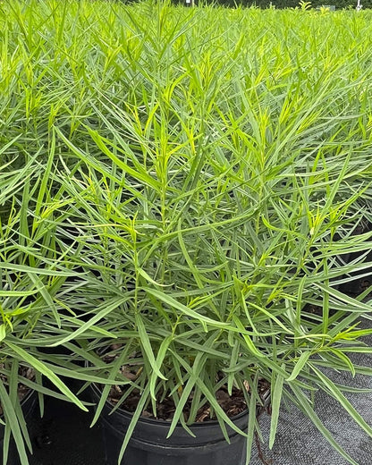 Perennial Farm Amsonia Hubrichtii – LLive Threadleaf Bluestar Perennial Plant, Size #1 Container