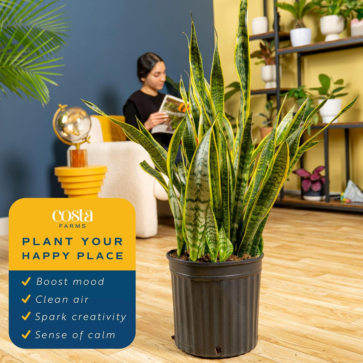 Costa Farms Snake Plant Live Plant | 3-4 Feet Tall Indoor Houseplant | Potted in 12-Inch Planter