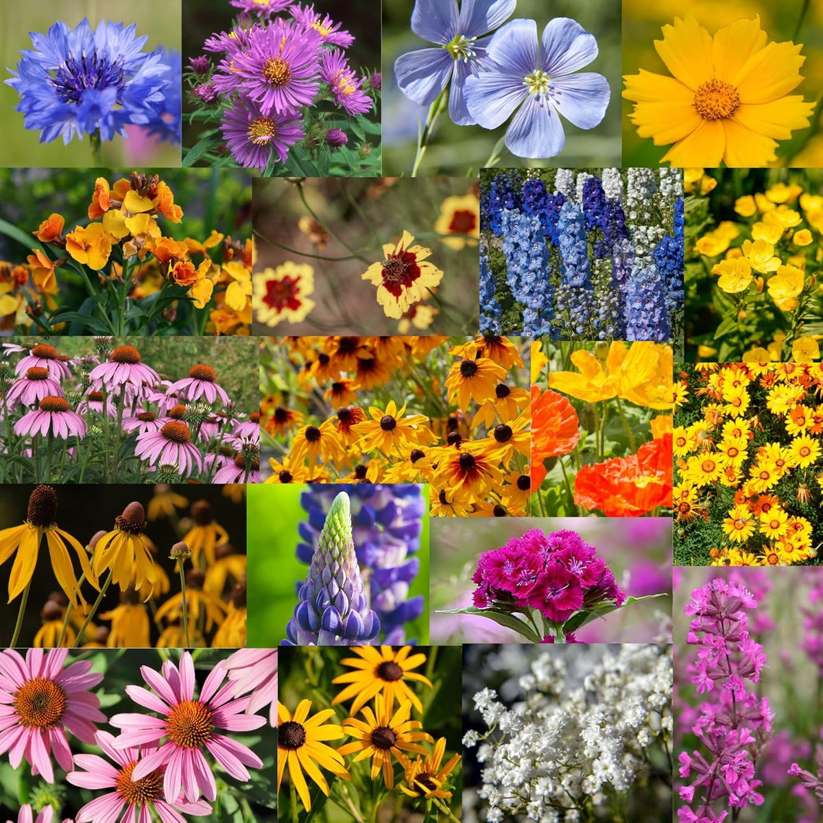 Midwestern Wildflower Seeds Bulk – 5 lb, 3 Million+ Seeds – Native Prairie Wildflower Mix for