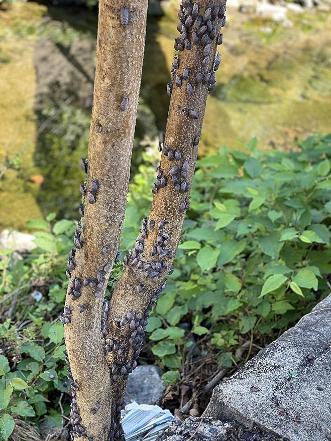 Spotted Lanternfly Tree Trap, Catch Lanternfly Without Catching Other Wildlife, Natural and Non