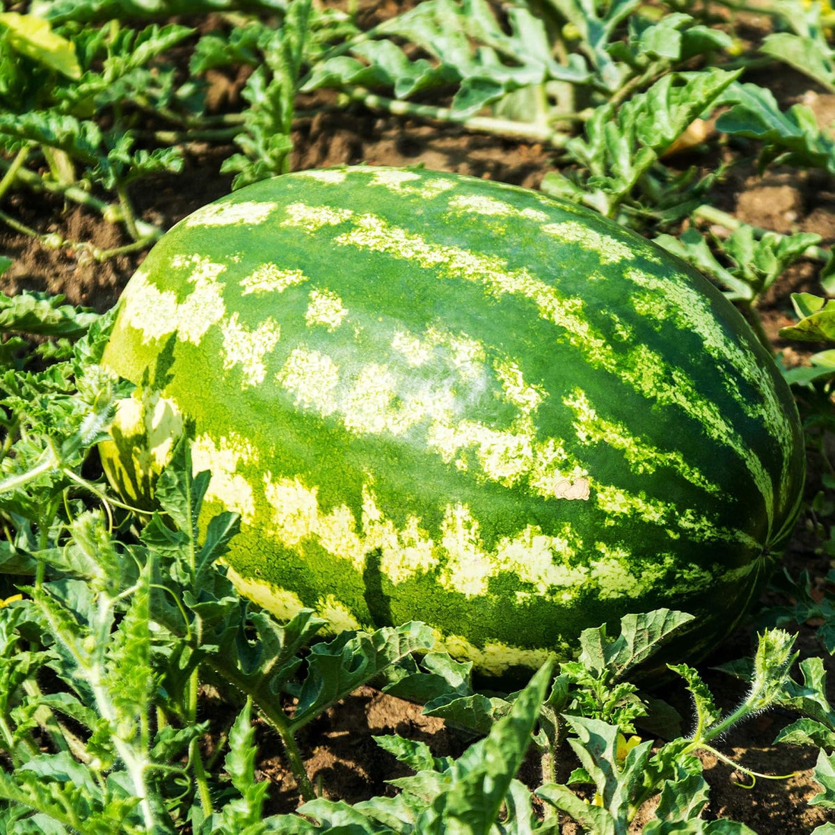 Watermelon Seeds - All Sweet - 1 Lb ~6,400 Seeds - Citrullus lanatus - Farm & Garden