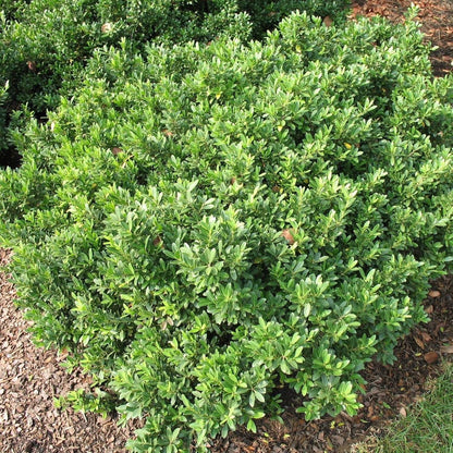 Hoogendoorn Holly Shrub I 3 Live Plants I Ilex Crenata | Lustrous Evergreen for Hedging, Privacy