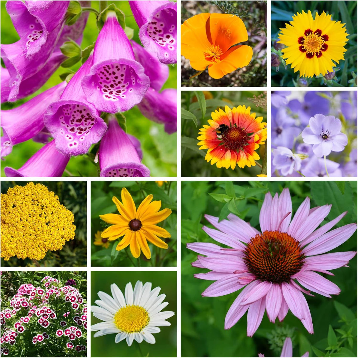 All Annual Wildflower Seeds Mix – 4 Oz, 4,000+ Seeds – 21 Varieties Including California Poppy