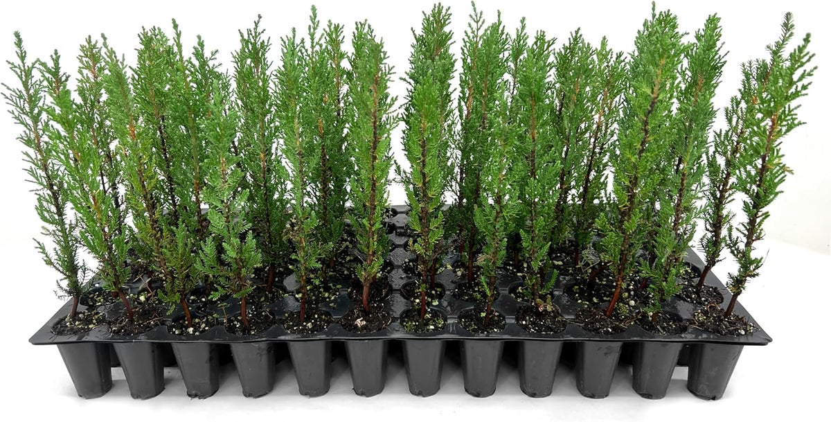 Italian Cypress | 40 Live Trees | Cupressus sempervirens | Narrow Evergreen Plants | Tall Privacy