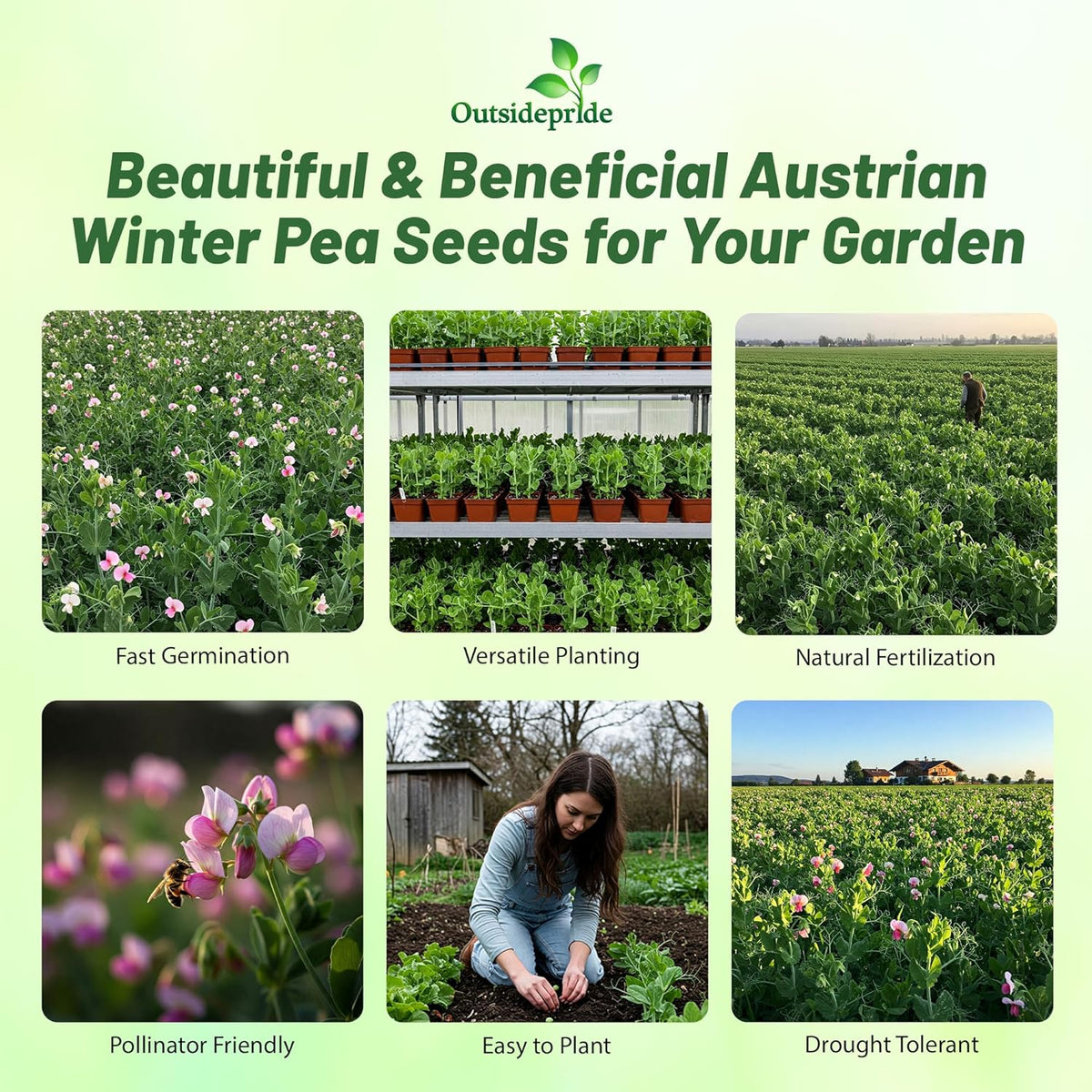 Outsidepride Austrian Winter Peas Seeds for Planting – 1 lbs Bag (Cool-Season Cover Crop