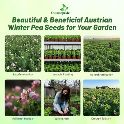 Outsidepride Austrian Winter Peas Seeds for Planting – 50 lbs Bag (Cool-Season Cover Crop