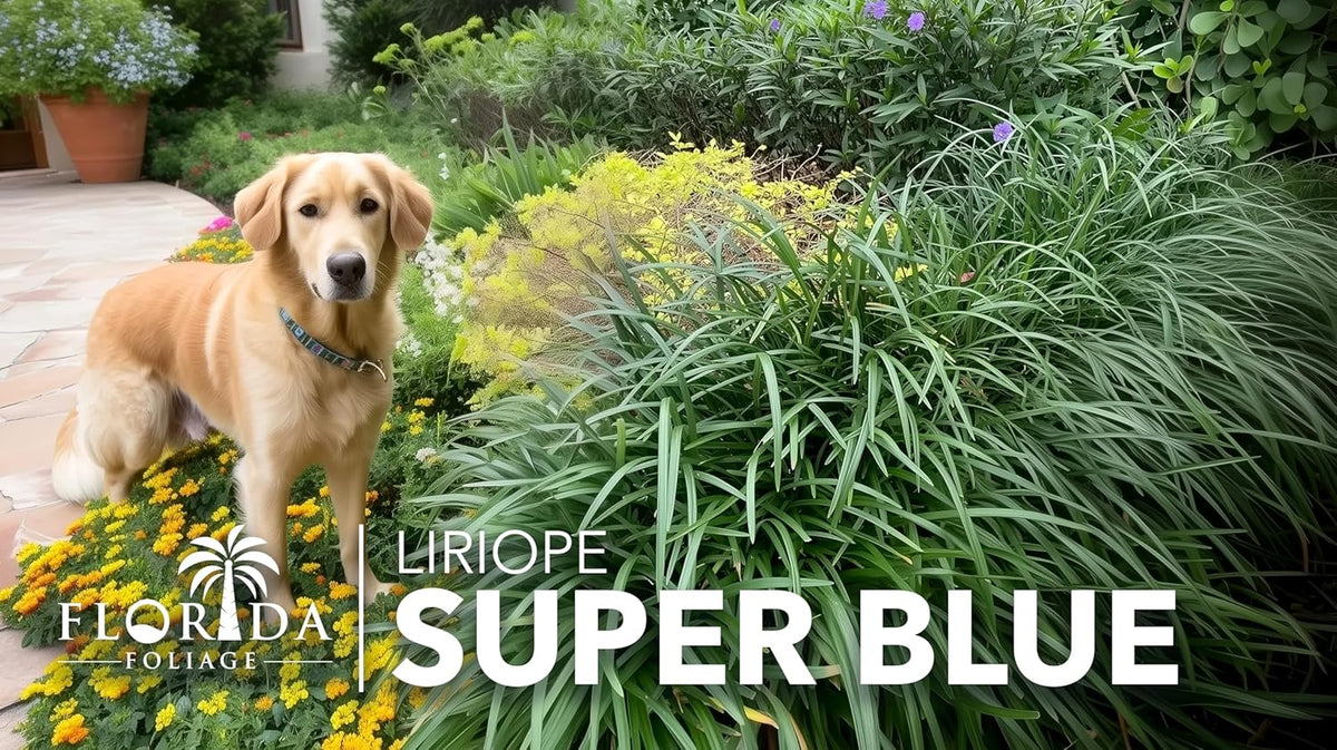 Super Blue Liriope Muscari - 30 Live Plants - Evergreen Ground Cover Grass