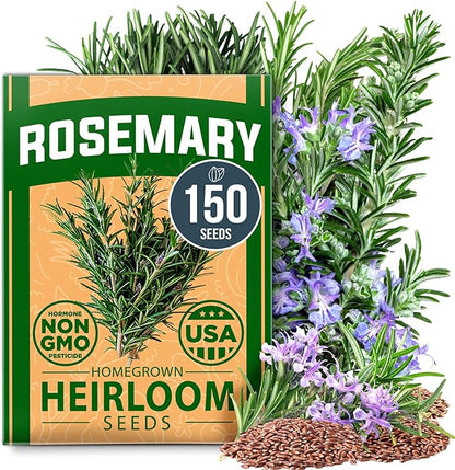 HOME GROWN 𝗨𝗦𝗔 𝗣𝗥𝗘𝗠𝗜𝗨𝗠 Rosemary Seeds Pack - 150 High Germinating 𝗡𝗢𝗡-𝗚𝗠𝗢 Heirloom
